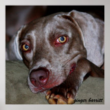 weimaraner por el barritt del jengibre impresiones