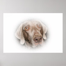 Weimaraner Impresiones