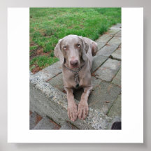 weimaraner poster