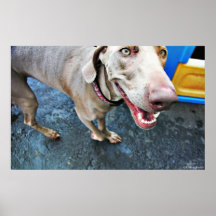 Weimaraner Impresiones