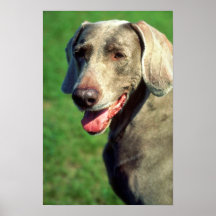 Weimaraner Poster
