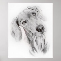 Weimaraner Posters