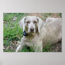 Weimaraner Posters