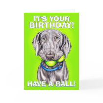 Weimaraner tiene una bola