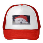 Westie en un gorra de Santa
