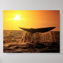 WhaleBeauty Impresiones