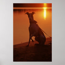 Whippet en el amanecer impresiones