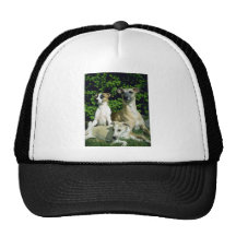 Whippet y perritos gorros  