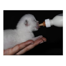 White Cat Postkarten