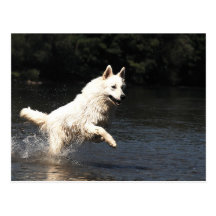 White Shepherd Postkarte