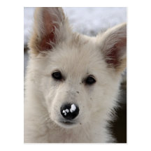 White Shepherd Postkarten