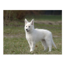 White Shepherd Postkarten