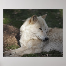 White Wolf Impresiones