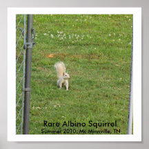 WhiteSquirrel3, ardilla rara del albino, verano 20 Impresiones