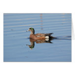 Wigeon americano felicitaciones