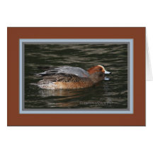 Wigeon eurasiático pair_6014 tarjetón