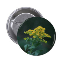 Wildflower amarillo pins