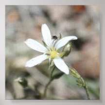 Wildflower blanco de la montaña de Colorado Impresiones