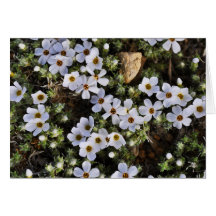 Wildflower blanco Notecard Tarjeta