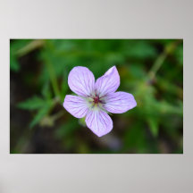 Wildflower blanco y rosado en las montañas de Sand Posters