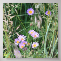 Wildflower de la montaña púrpura de Colorado Impresiones