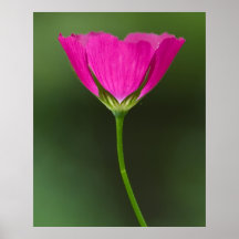 Wildflower de Winecup Posters
