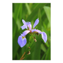 Wildflower del iris de la bandera azul impresiones fotográficas