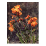 Wildflower del Wallflower Tarjeta Postal
