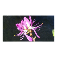Wildflower Notecard de Maine Lambskill Tarjeta Fotografica