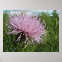 Wildflower Posters