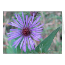 Wildflower púrpura tarjetas