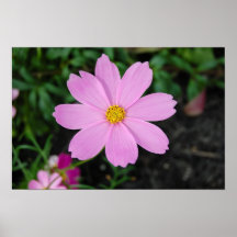 Wildflower rosado poster