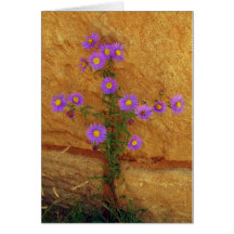 Wildflower Tarjetón