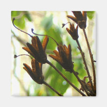 wildflower Virginia Occidental 2007 Imán De Frigorífico