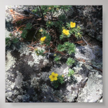 Wildflowers amarillos de la montaña poster