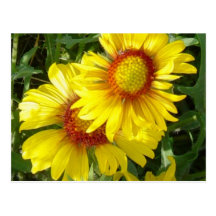 Wildflowers amarillos F0006 Tarjeta Postal