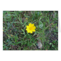 wildflowers amarillos felicitacion 