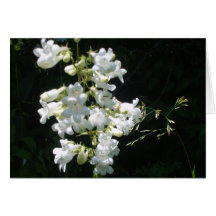 wildflowers blancos felicitación