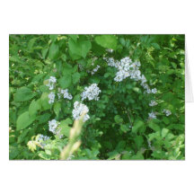 wildflowers blancos felicitación