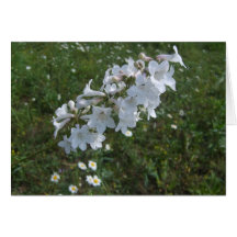 wildflowers blancos tarjeton