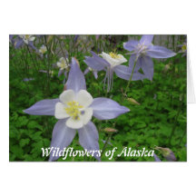 Wildflowers de Alaska-Columbine (Aquilegiacan) Tarjeta