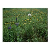 Wildflowers de Dakota del Sur Postales