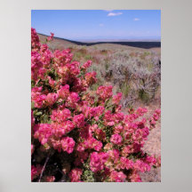 Wildflowers de Idaho Posters