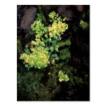 Wildflowers de la isla de la rata, flor del mono,  postal