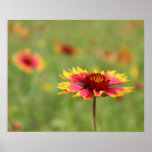 Wildflowers de Tejas - flor combinada india - post