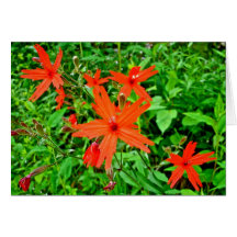 Wildflowers del Ridge azul Tarjeta