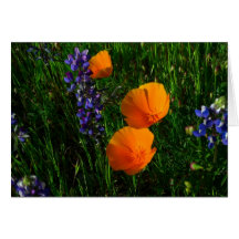 Wildflowers en el condado de Sonoma Felicitación