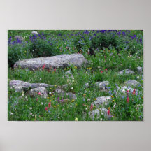 Wildflowers en las montañas rocosas poster