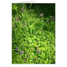 Wildflowers Felicitaciones