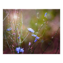 Wildflowers mágicos del jardín fotos